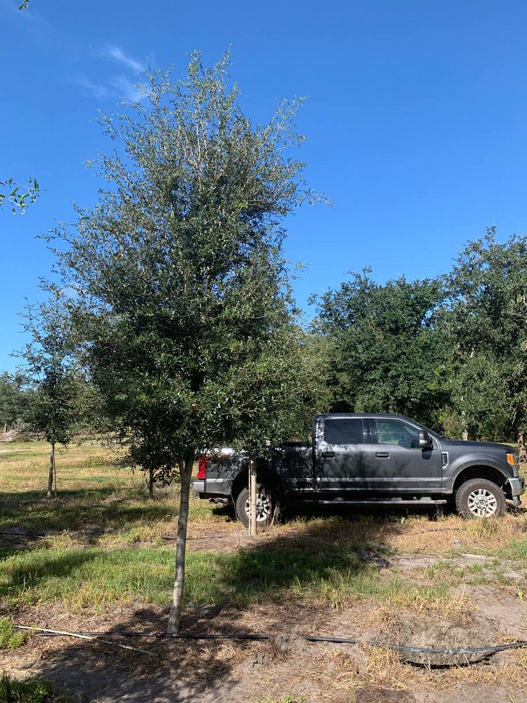 quercus-virginiana-live-oak-southern-oak-tree