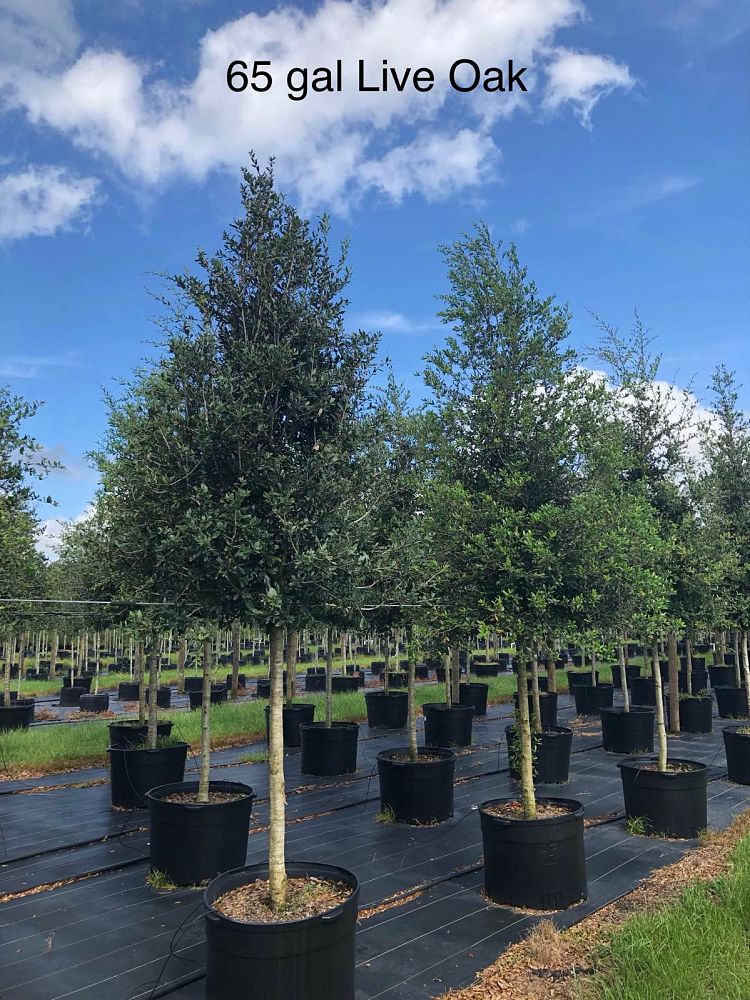 quercus-virginiana-live-oak-southern-oak-tree
