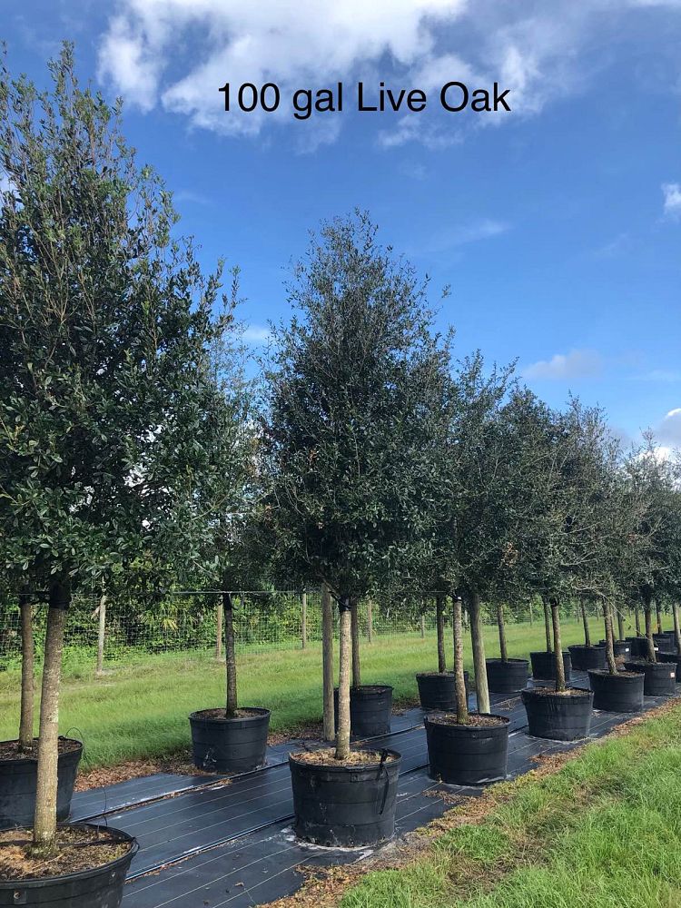 quercus-virginiana-live-oak-southern-oak-tree