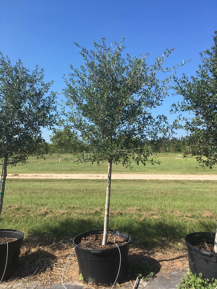 quercus-virginiana-live-oak-southern-oak-tree