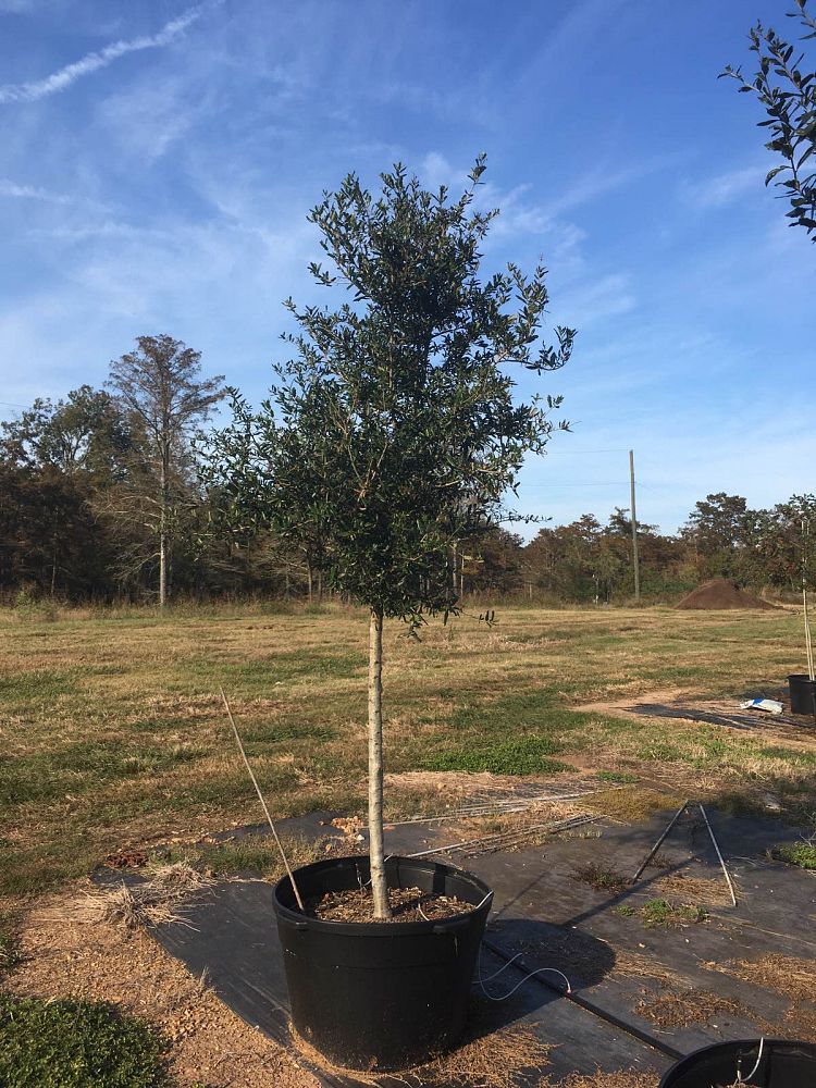 quercus-virginiana-live-oak-southern-oak-tree