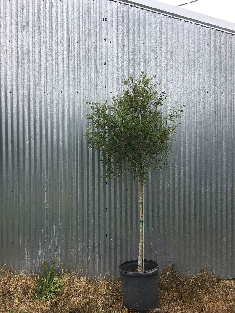 quercus-virginiana-live-oak-southern-oak-tree