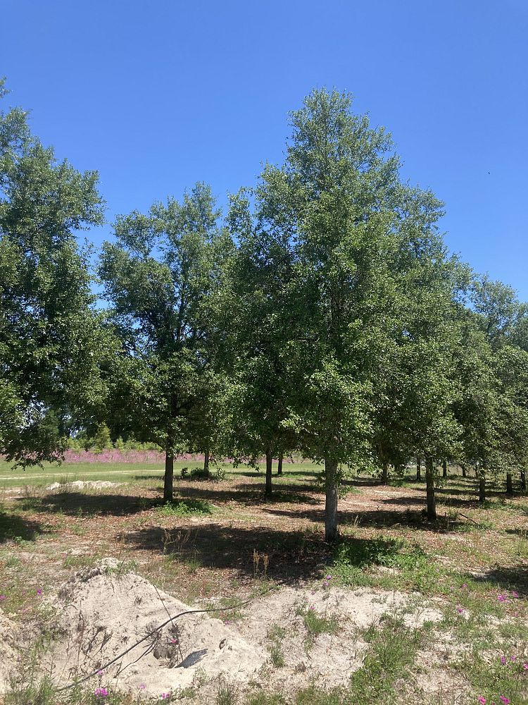 quercus-virginiana-live-oak-southern-oak-tree