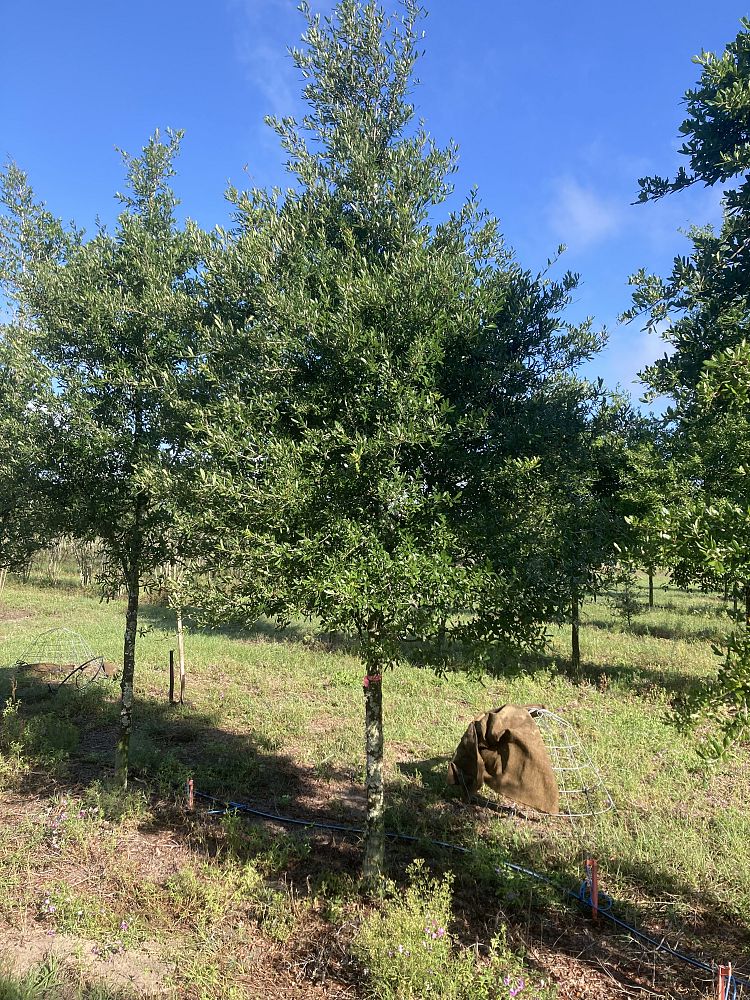 quercus-virginiana-live-oak-southern-oak-tree
