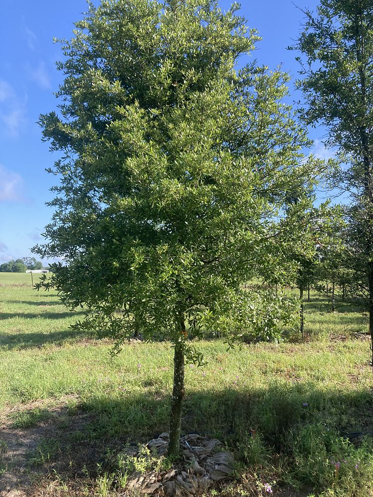 quercus-virginiana-live-oak-southern-oak-tree