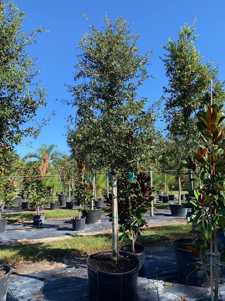 quercus-virginiana-live-oak-southern-oak-tree