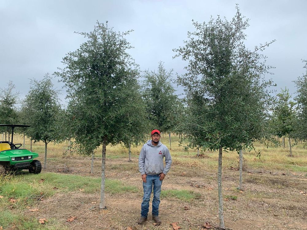 quercus-virginiana-live-oak-southern-oak-tree