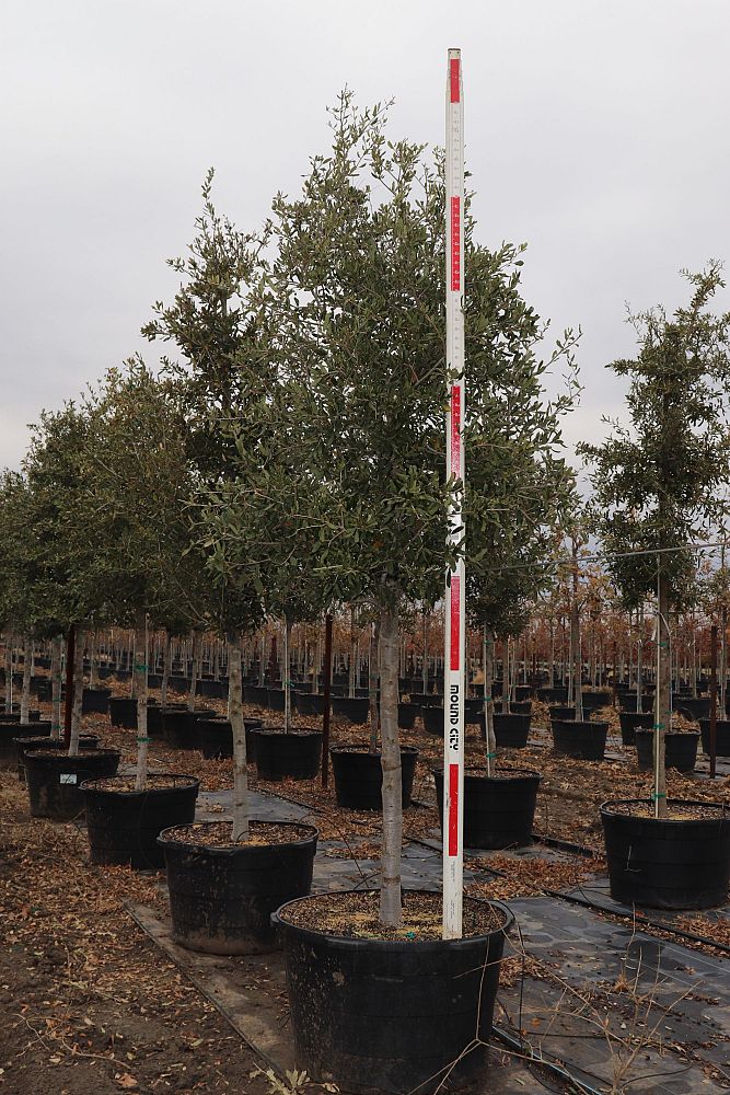 quercus-virginiana-live-oak-southern-oak-tree