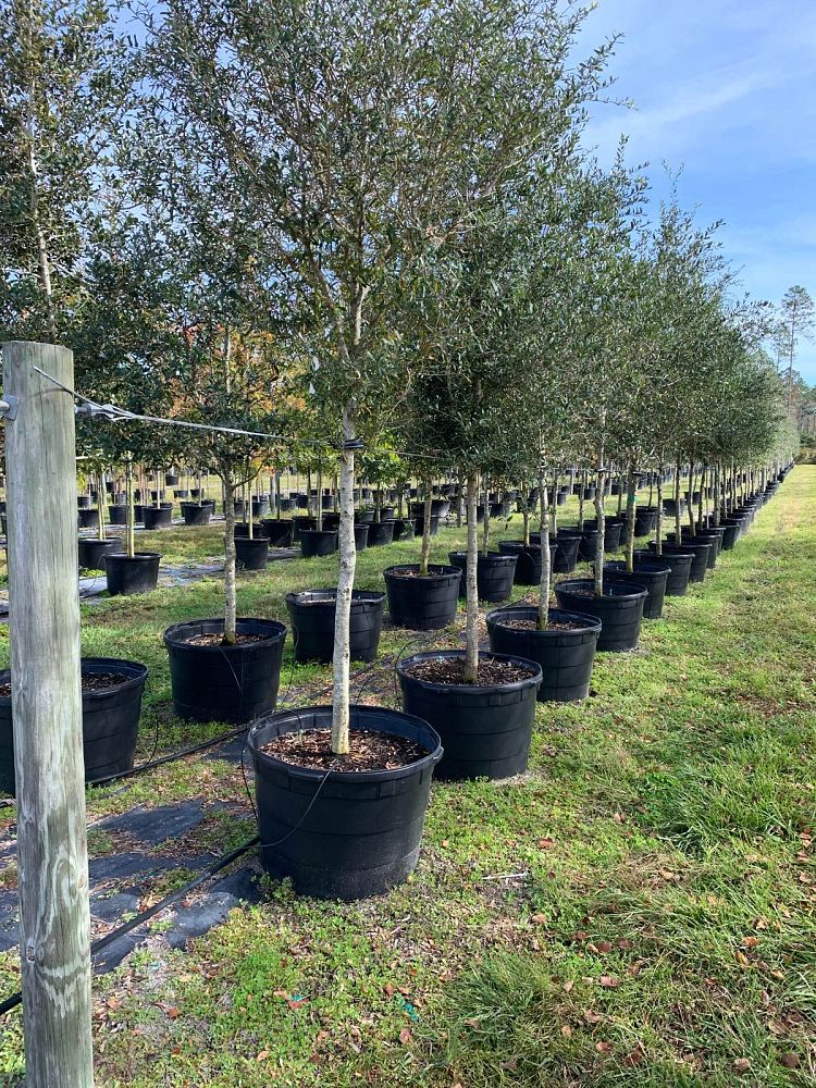 quercus-virginiana-live-oak-southern-oak-tree