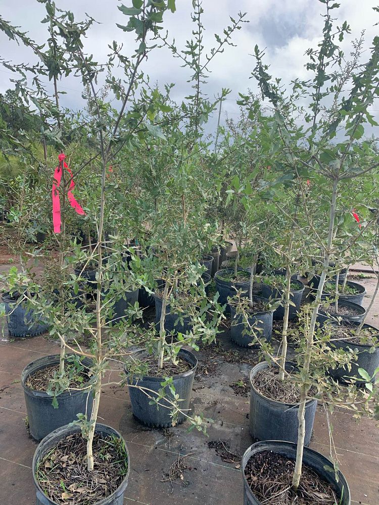 quercus-virginiana-live-oak-southern-oak-tree