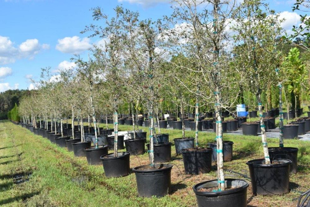 quercus-virginiana-live-oak-southern-oak-tree