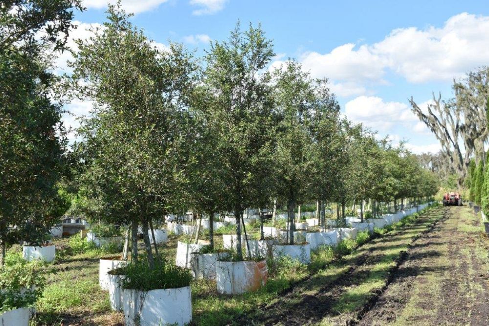 quercus-virginiana-live-oak-southern-oak-tree