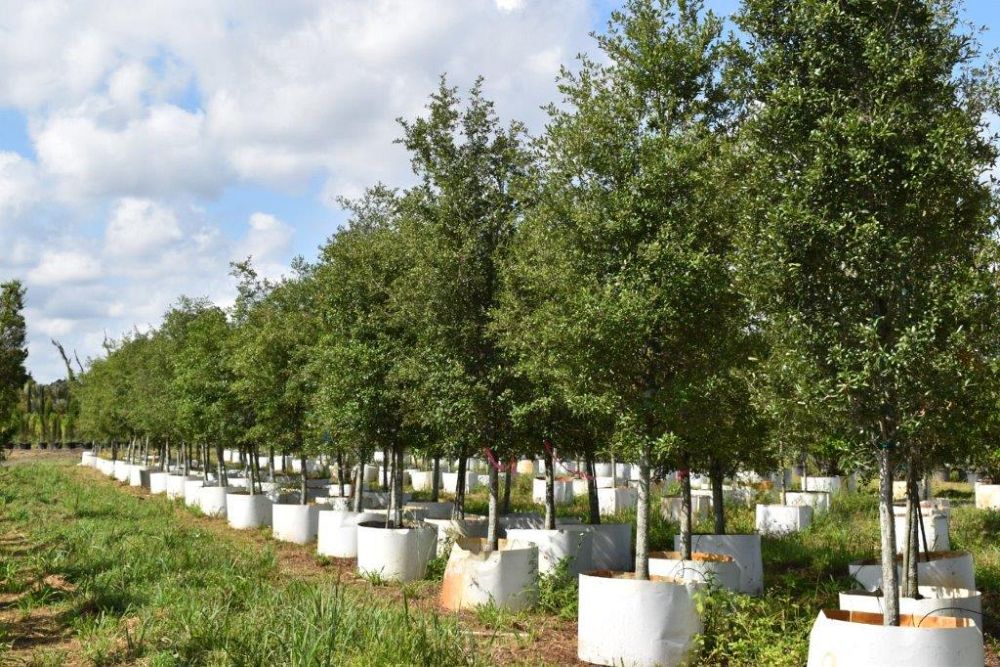 quercus-virginiana-live-oak-southern-oak-tree