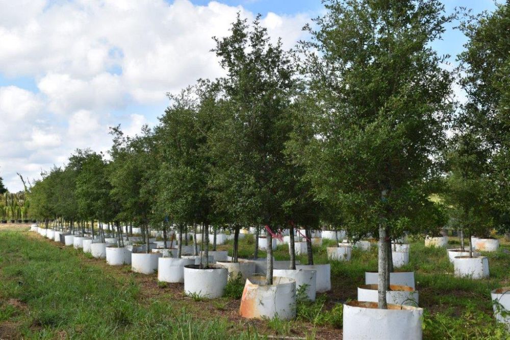 quercus-virginiana-live-oak-southern-oak-tree