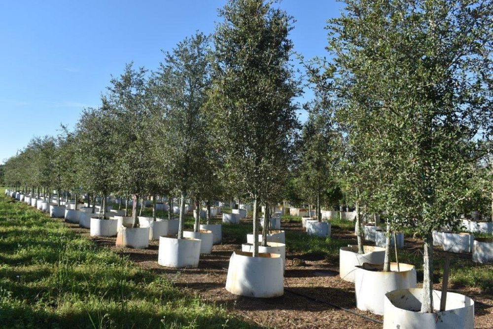 quercus-virginiana-live-oak-southern-oak-tree