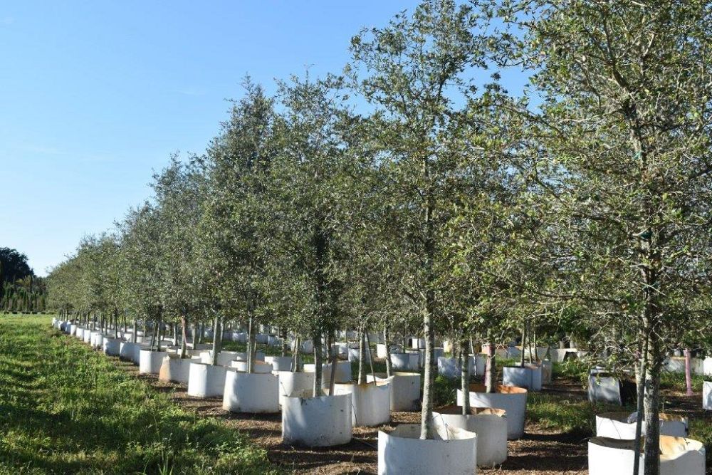 quercus-virginiana-live-oak-southern-oak-tree