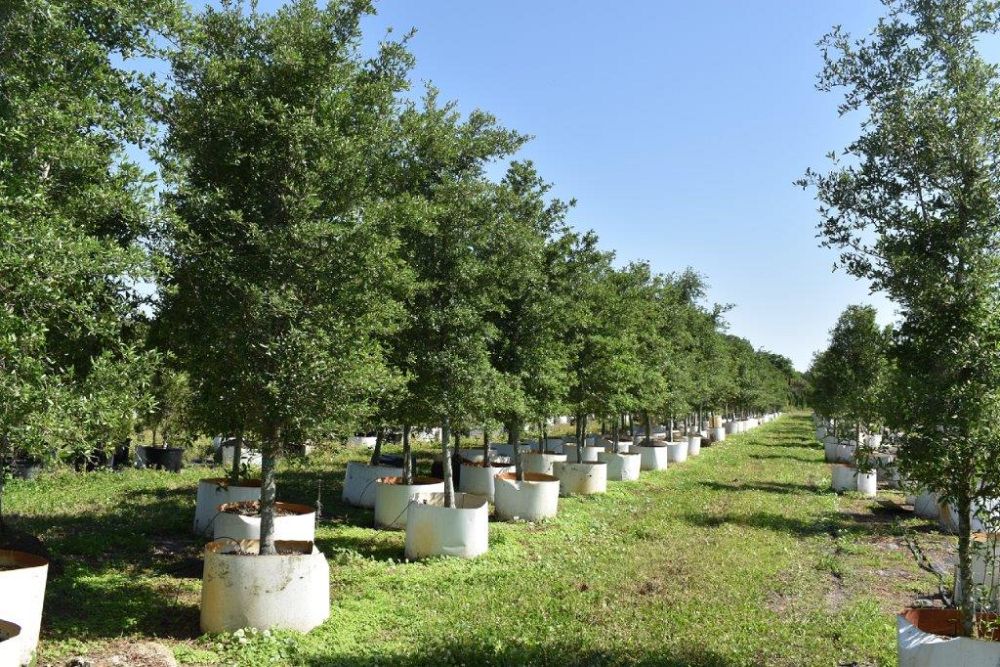 quercus-virginiana-live-oak-southern-oak-tree