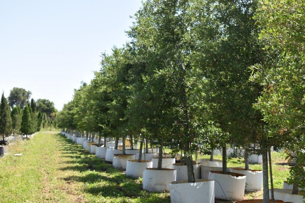 quercus-virginiana-live-oak-southern-oak-tree