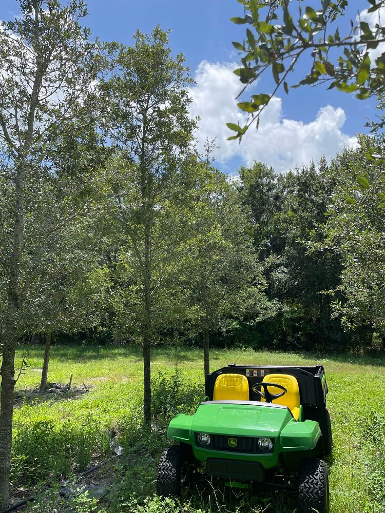 quercus-virginiana-live-oak-southern-oak-tree