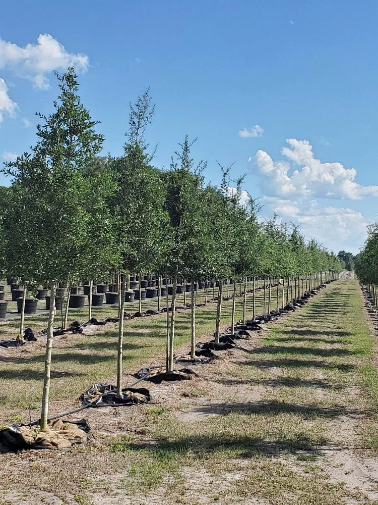 quercus-virginiana-live-oak-southern-oak-tree