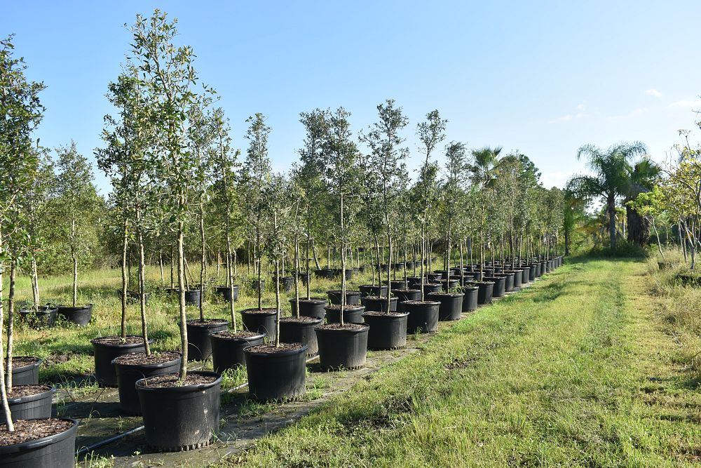 quercus-virginiana-live-oak-southern-oak-tree