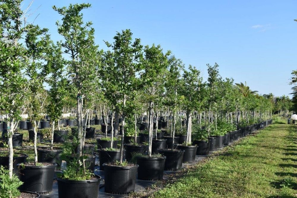 quercus-virginiana-live-oak-southern-oak-tree