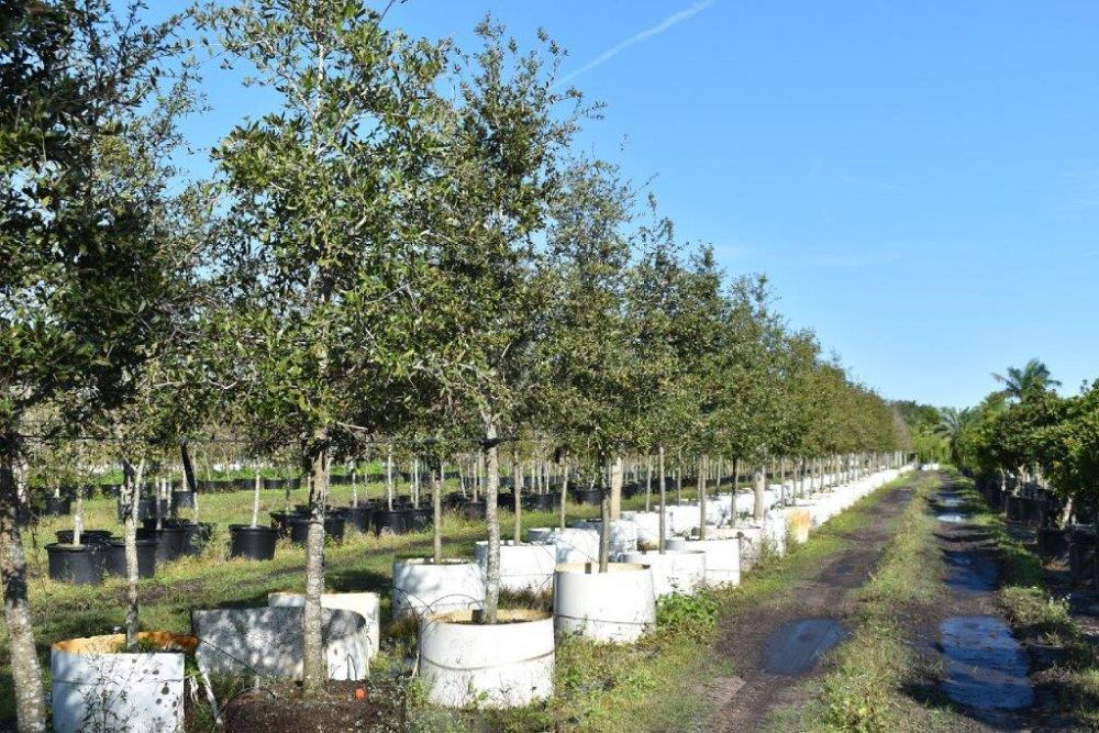 quercus-virginiana-live-oak-southern-oak-tree