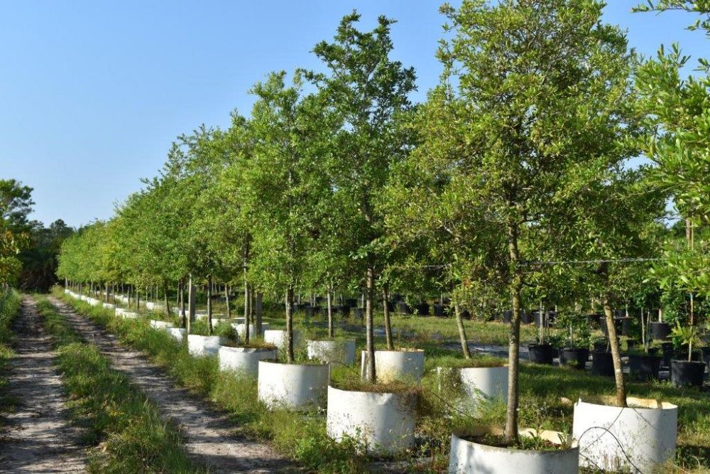 quercus-virginiana-live-oak-southern-oak-tree