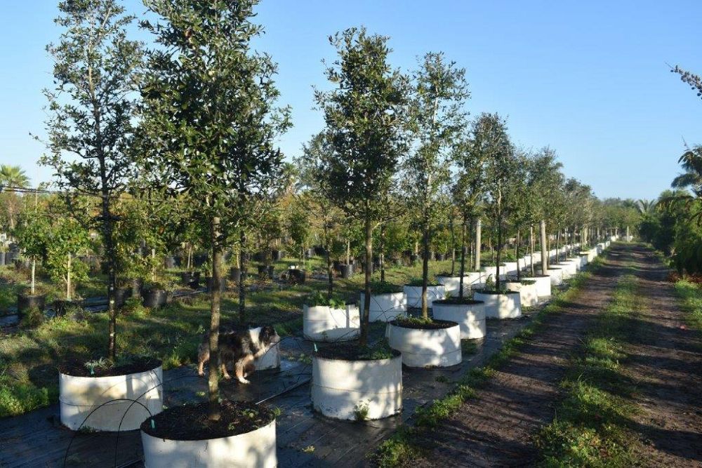 quercus-virginiana-live-oak-southern-oak-tree