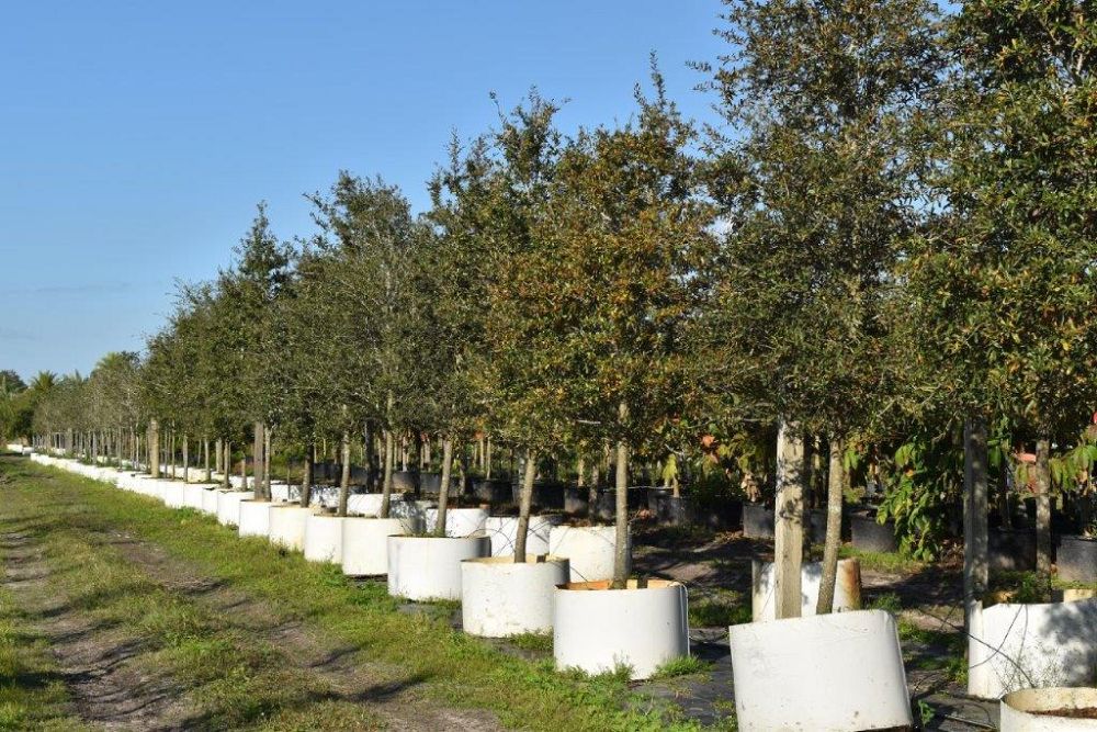 quercus-virginiana-live-oak-southern-oak-tree