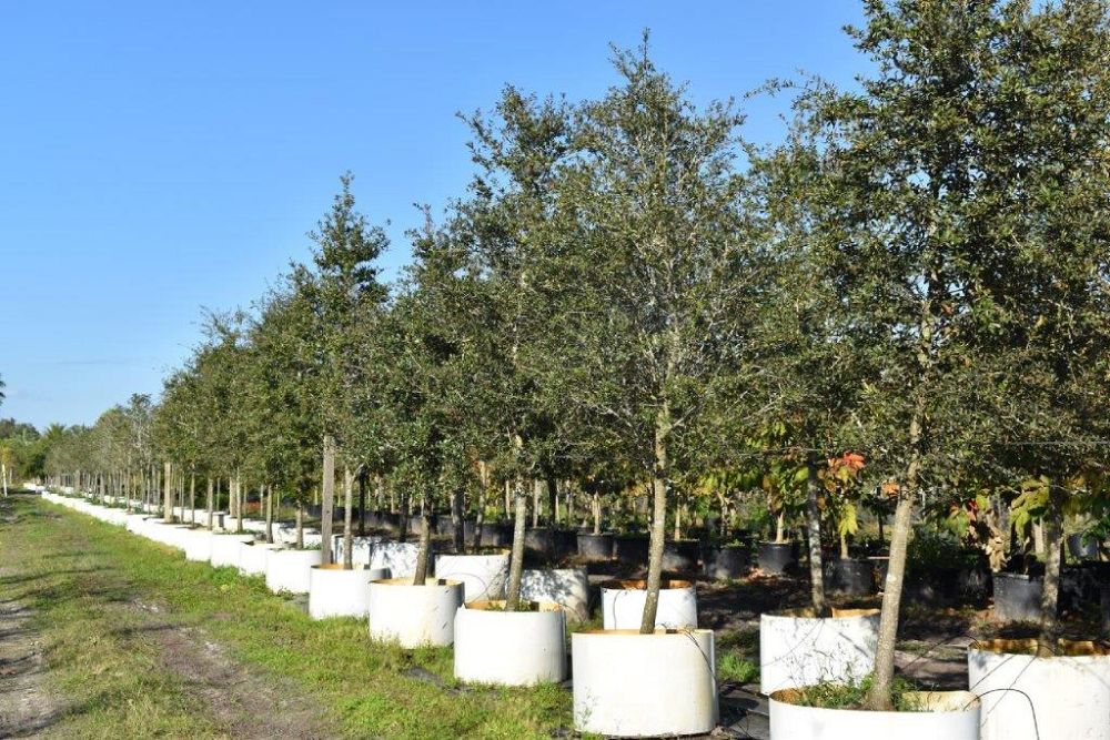quercus-virginiana-live-oak-southern-oak-tree
