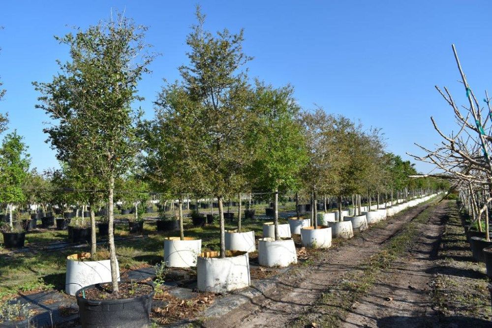 quercus-virginiana-live-oak-southern-oak-tree