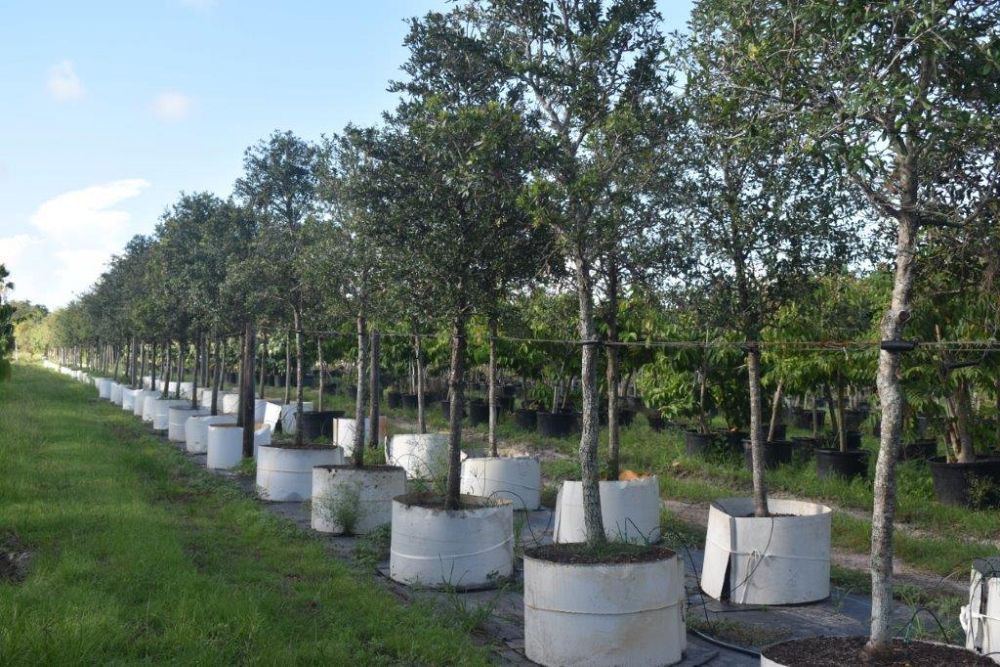 quercus-virginiana-live-oak-southern-oak-tree
