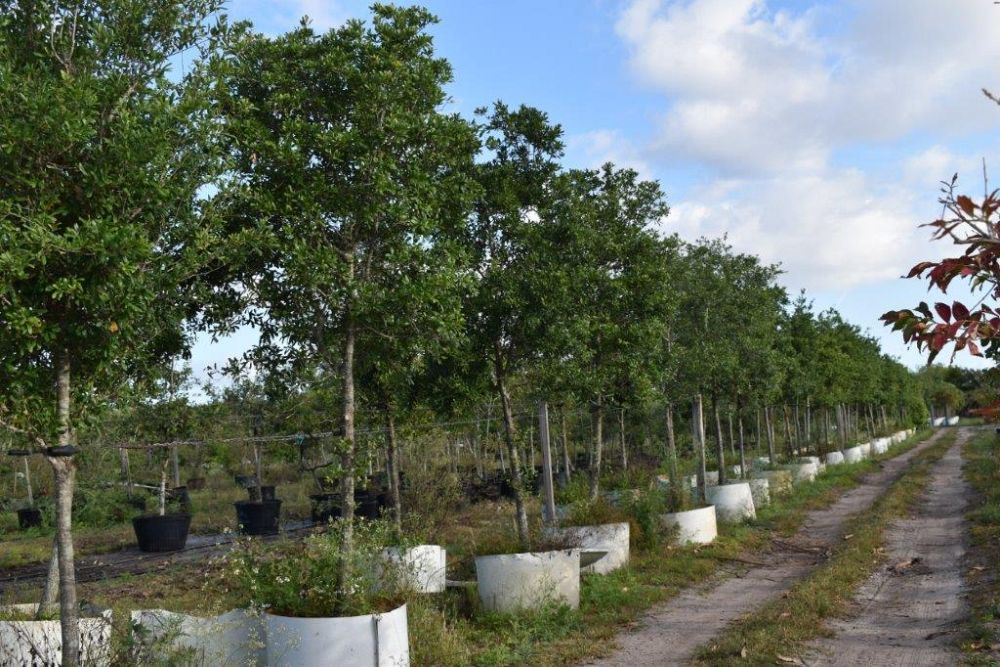 quercus-virginiana-live-oak-southern-oak-tree