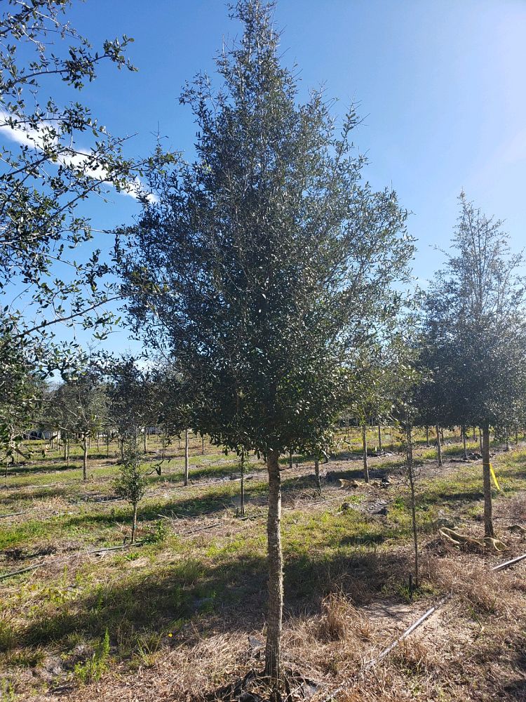 quercus-virginiana-live-oak-southern-oak-tree