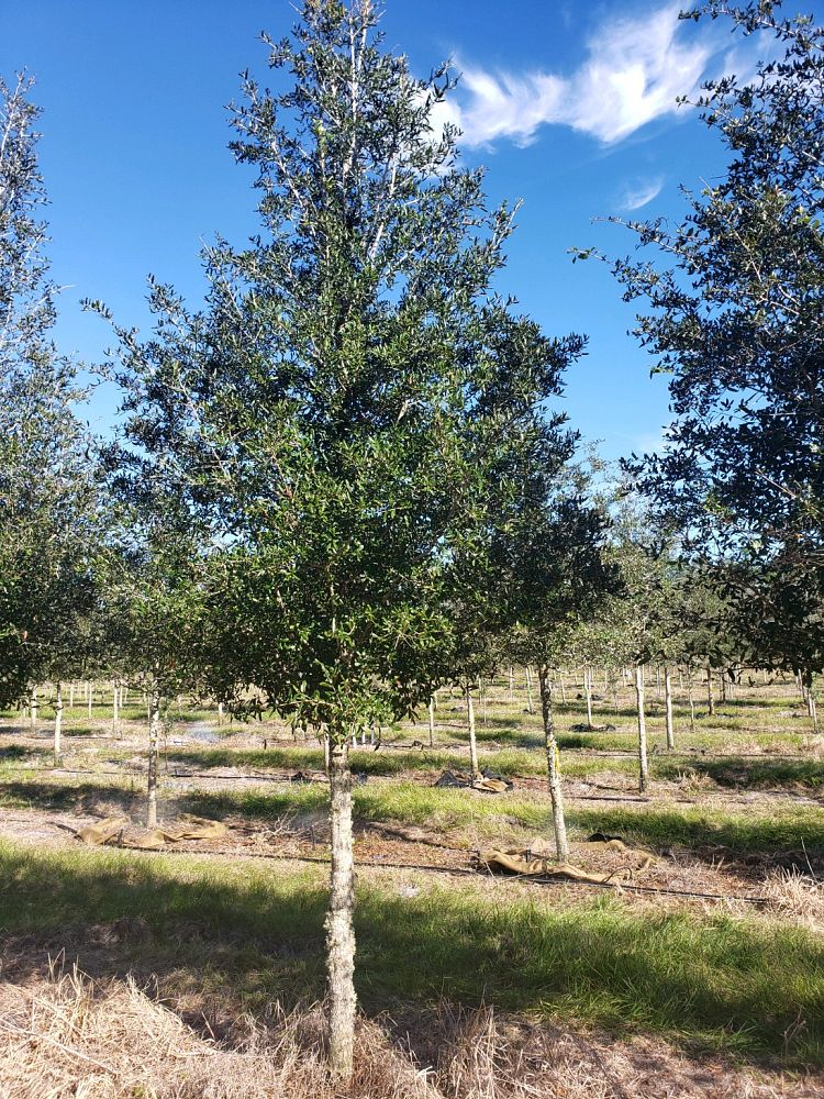 quercus-virginiana-live-oak-southern-oak-tree