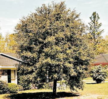 quercus-virginiana-live-oak-southern-oak-tree