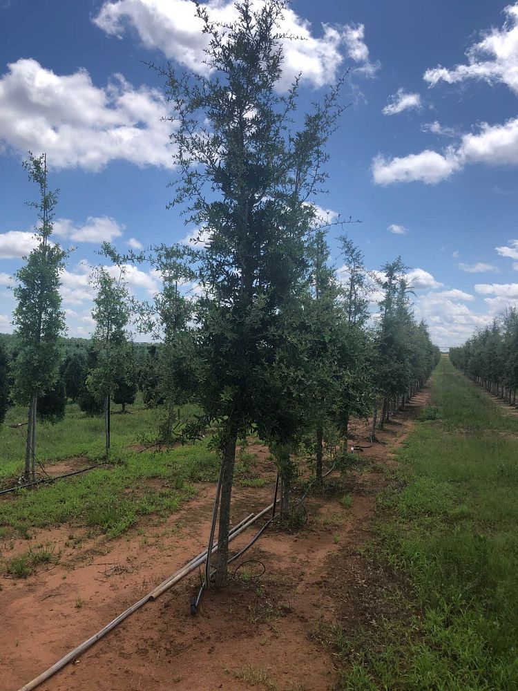 quercus-virginiana-live-oak-southern-oak-tree