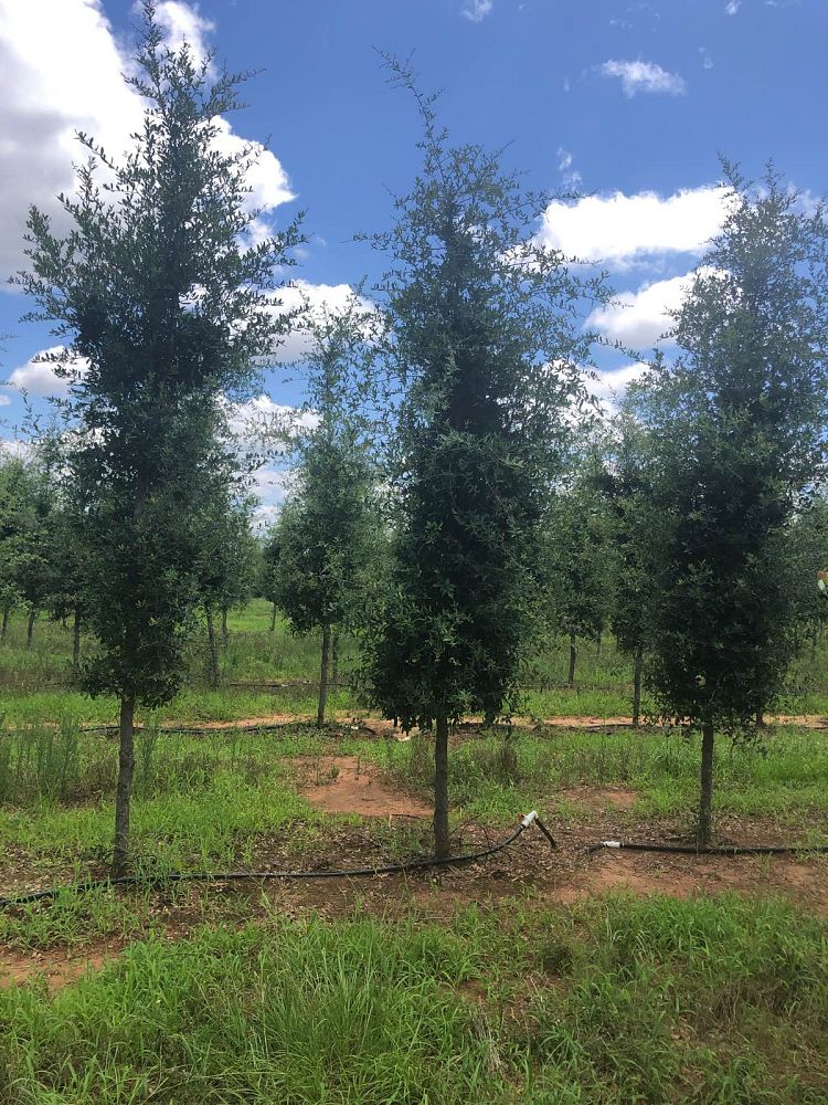 quercus-virginiana-live-oak-southern-oak-tree