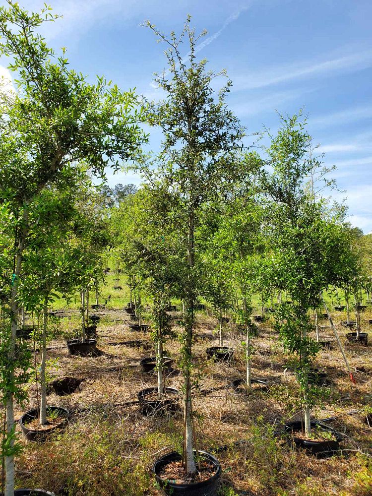 quercus-virginiana-live-oak-southern-oak-tree