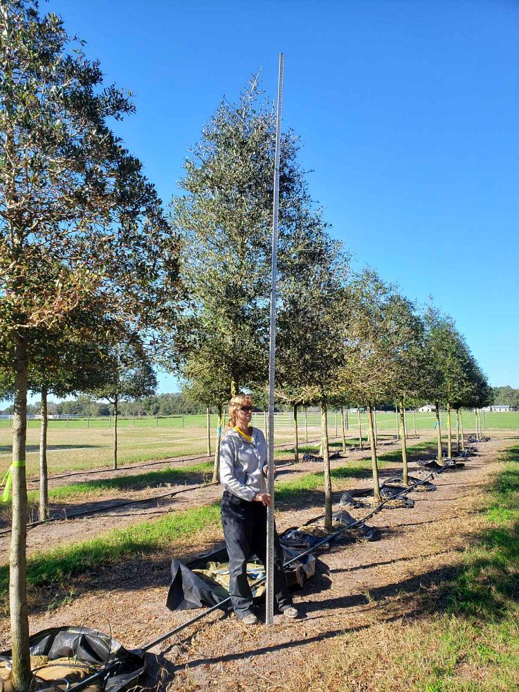 quercus-virginiana-live-oak-southern-oak-tree