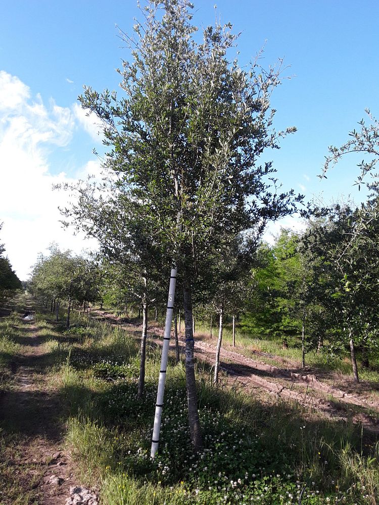 quercus-virginiana-live-oak-southern-oak-tree