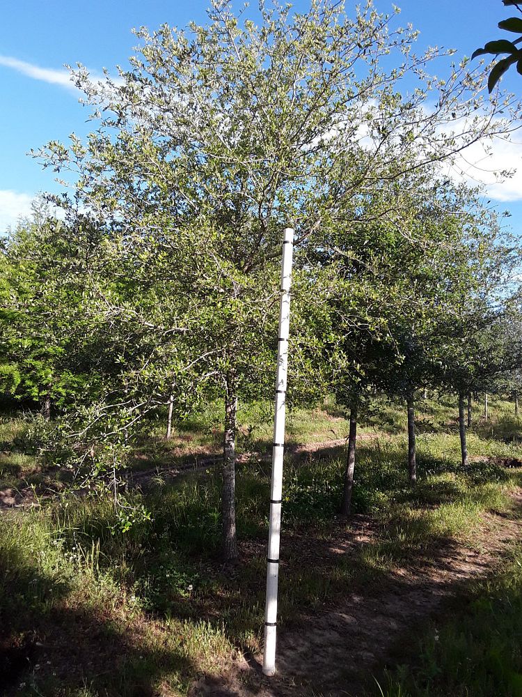 quercus-virginiana-live-oak-southern-oak-tree