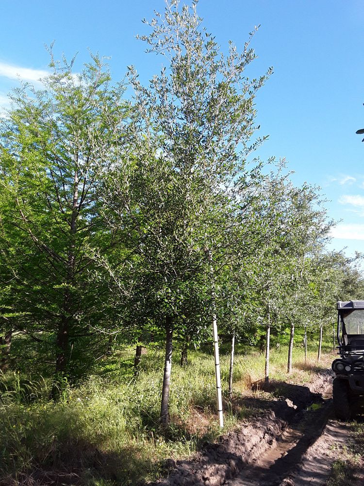 quercus-virginiana-live-oak-southern-oak-tree