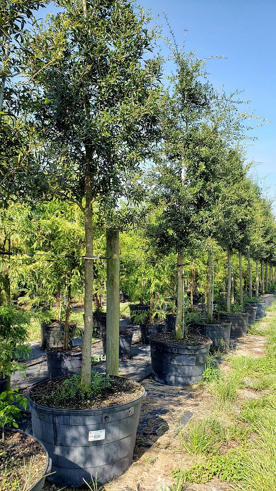 quercus-virginiana-live-oak-southern-oak-tree