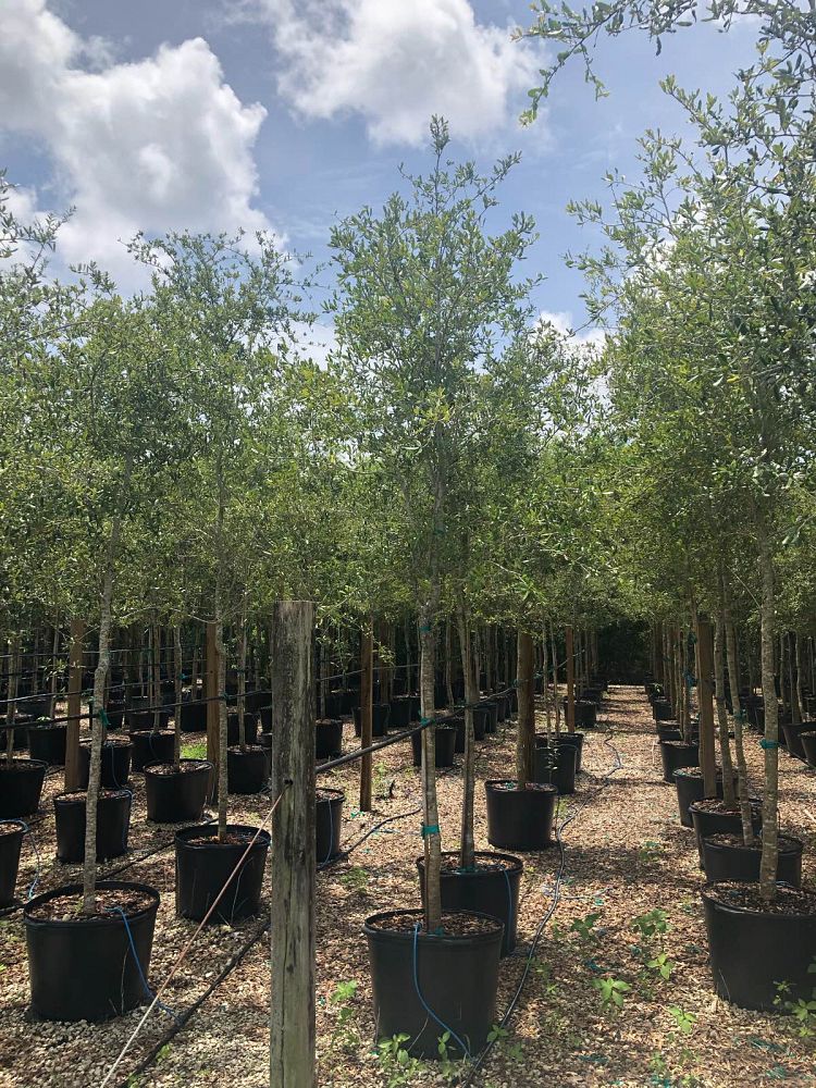 quercus-virginiana-live-oak-southern-oak-tree
