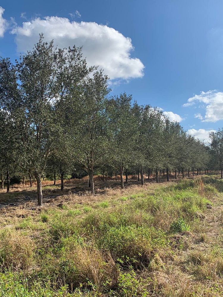 quercus-virginiana-live-oak-southern-oak-tree