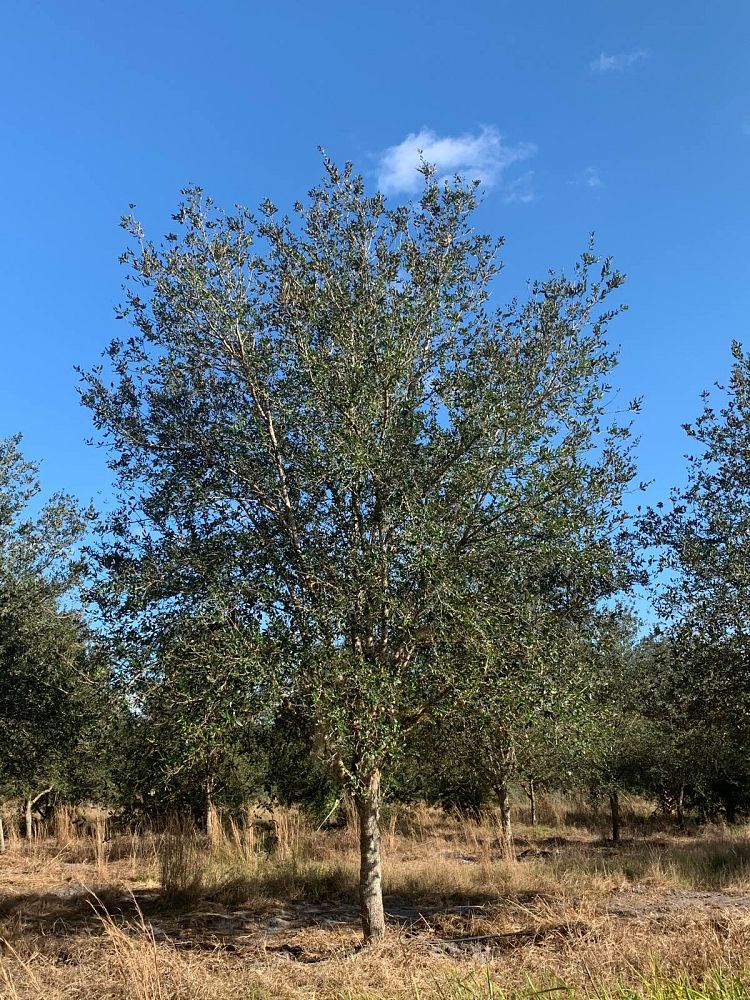 quercus-virginiana-live-oak-southern-oak-tree