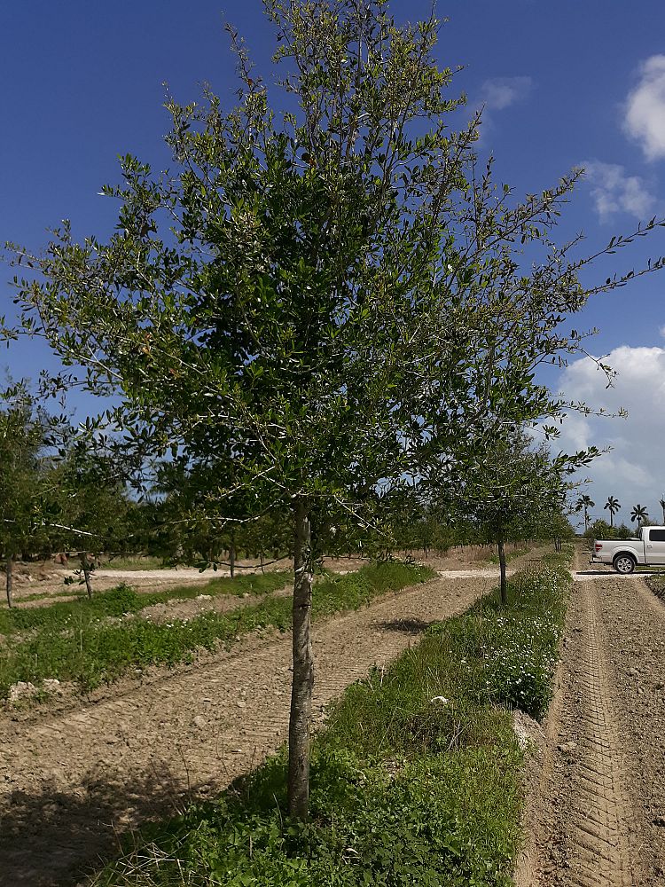 quercus-virginiana-live-oak-southern-oak-tree