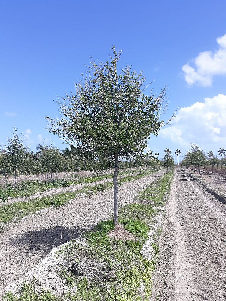 quercus-virginiana-live-oak-southern-oak-tree
